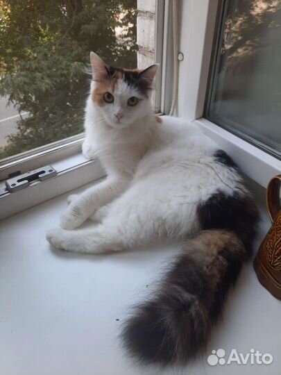 Отдам в добрые руки кошку стерилизованную