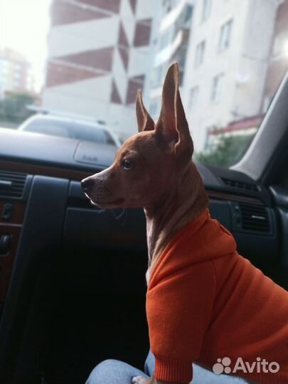 Собака для вязки