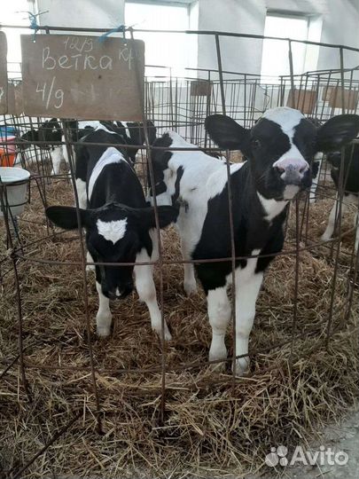 Бычки и телята