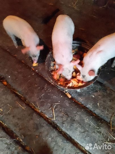 Поросенок ландрас