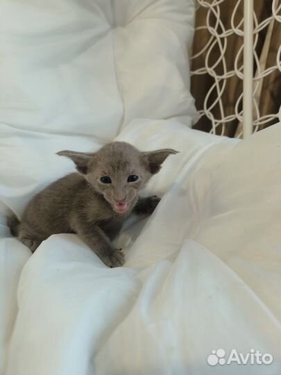 Ориентальная