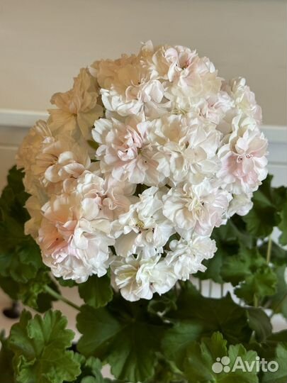 Пеларгония