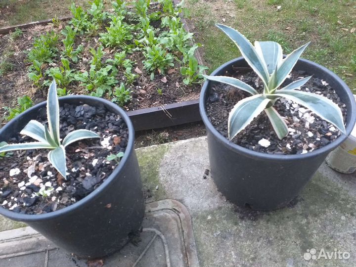 Кактус Американская Агава