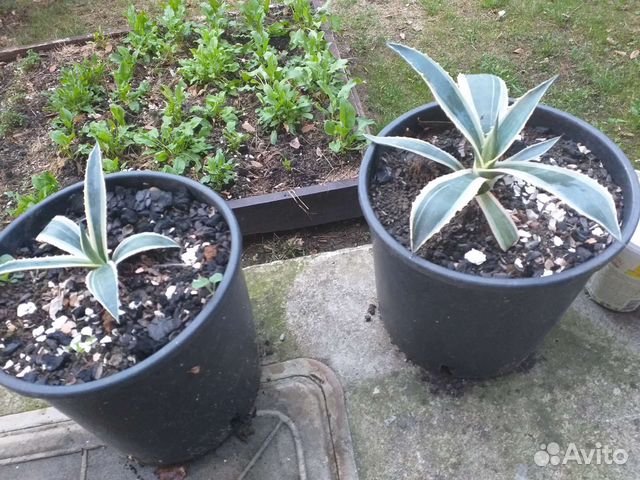 Кактус Американская Агава