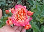 Роза 65 сортов+