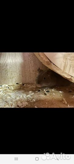 Дегу в надёжные руки