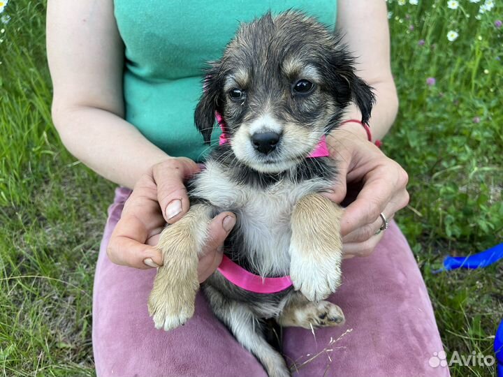 Щенок в добрые руки бесплатно