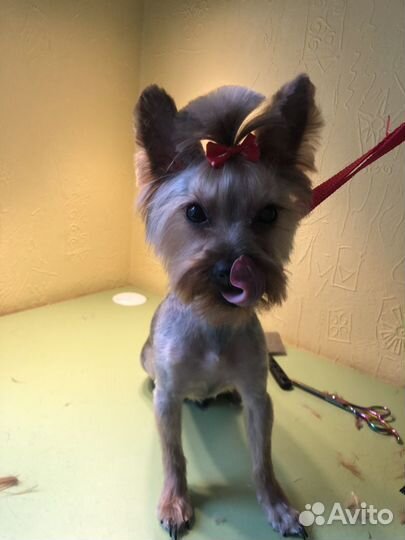 Груминг собак и кошек