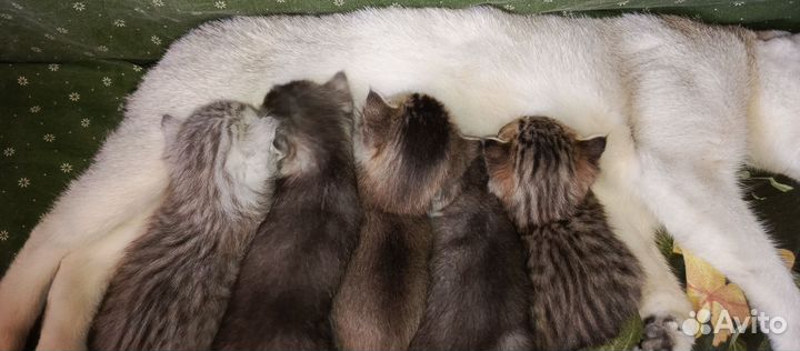 Котята серебристой шиншиллы сккотиш страйт