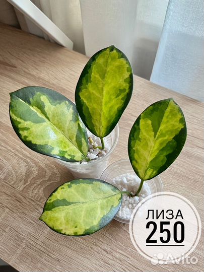 Хойя дисхидия