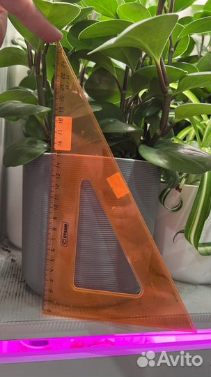 Пеперомия туполистная в кашпо