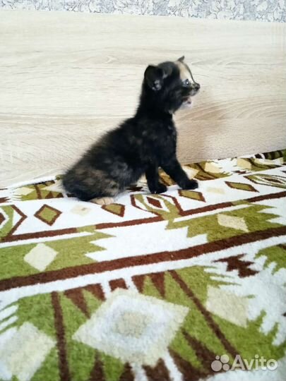 Котëнок девочка