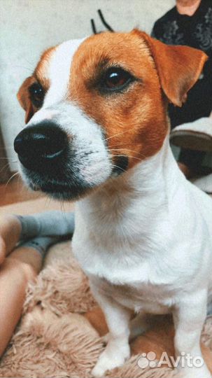 Джек рассел терьер на вязку