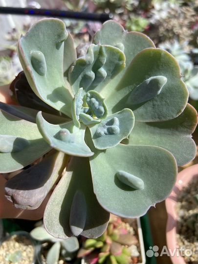 Суккуленты, эхеверии с наростами