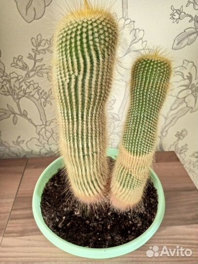 Эхинокактус