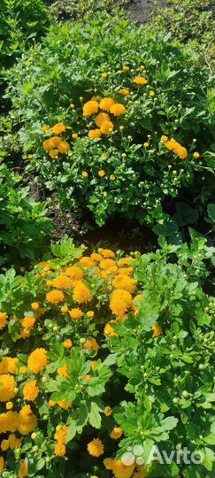 Хризантема шаровидная мультифлора