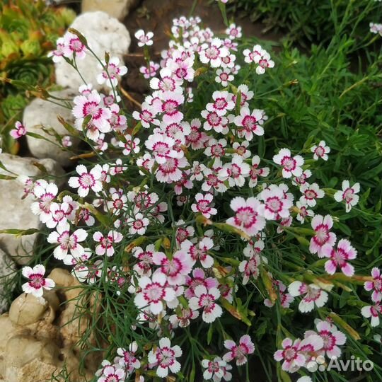 Гвоздика травянка