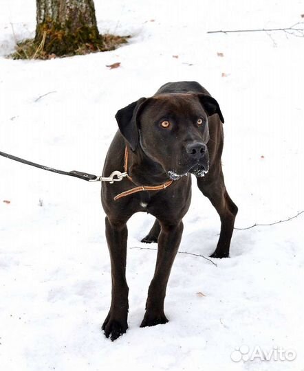 Питбуль Персей страдает в приюте