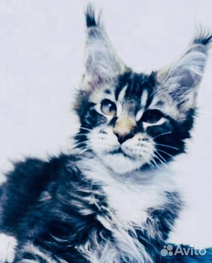 Мейнкунчики