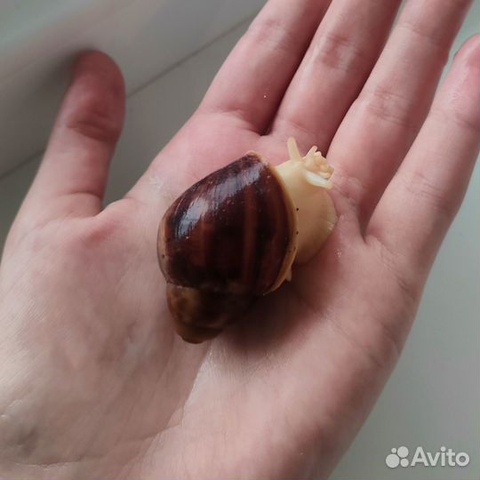 Архахатина паулаэрти альбино