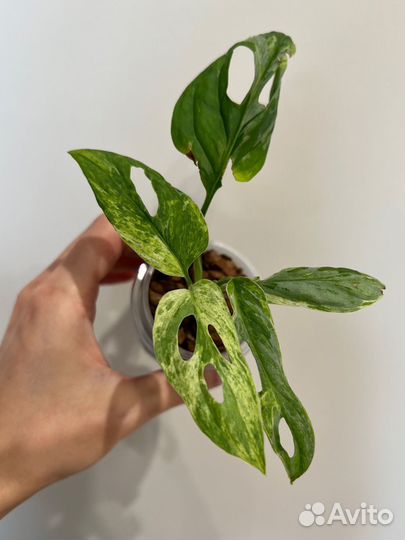 Монстера индо минт