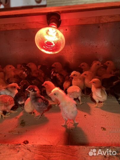 Подрощенные домашние, породистые цыплята