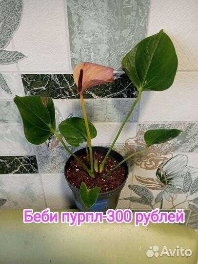 Комнатные цветы антуриум, сортовые