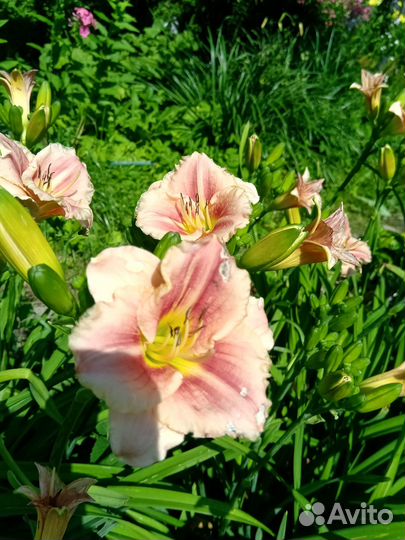 Растения для сада