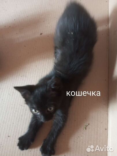 Отдам котят в хорошие руки