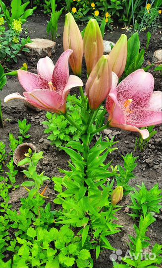 Луковицы лилий на цвету