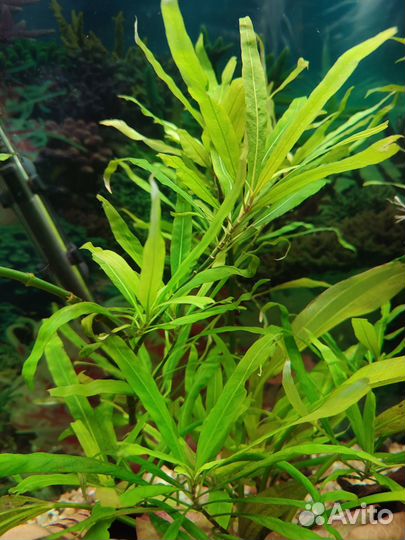 Грунтовые улитки Мелании;Гигрофила; Папоротник