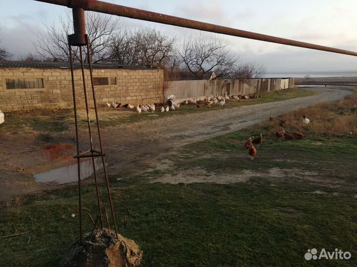 Домашние куриные яйца