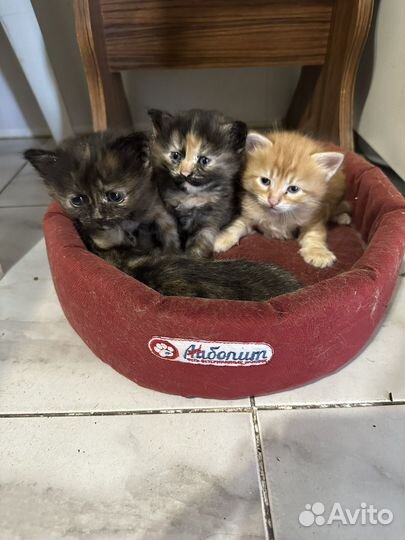 Котята отдам бесплатно