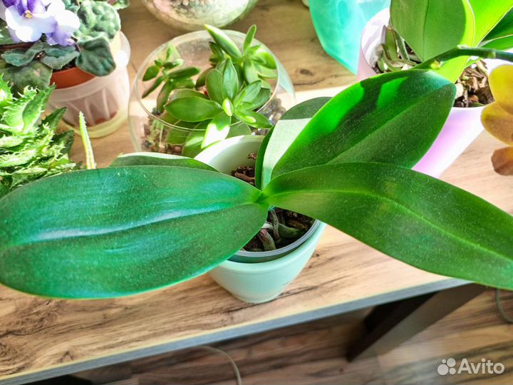 Орхидея фаленопсис