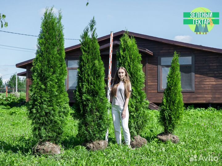 Туи смарагд 80 см свежая копка 2023