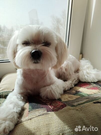 Мальтезе мини 3кг