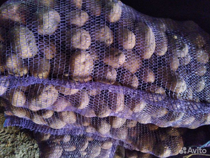 Продам картофель