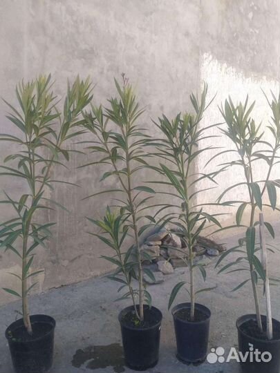 Олеандр махровый