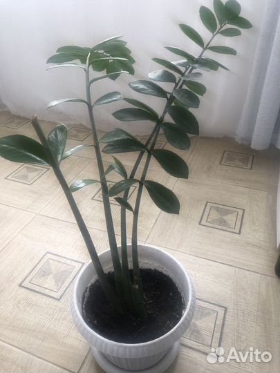 Замиокулькас