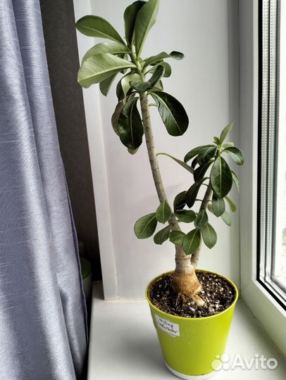 Адениум обесум