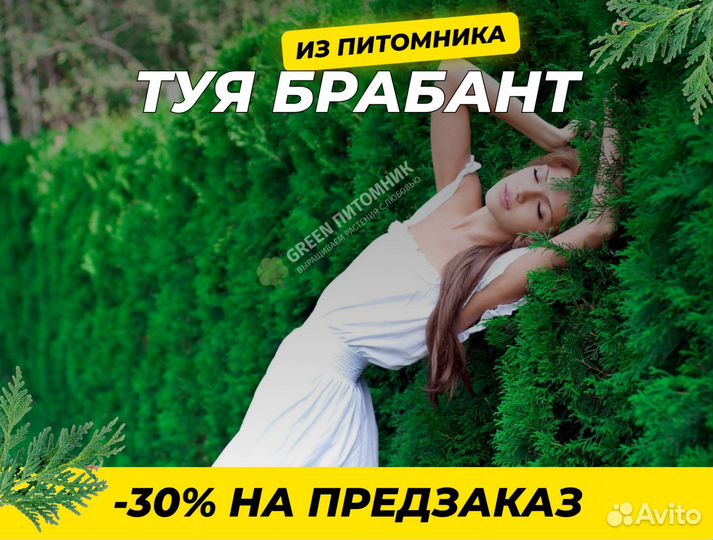 Туя Брабант