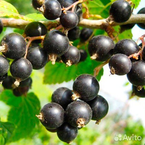 Саженцы смородины черной красной