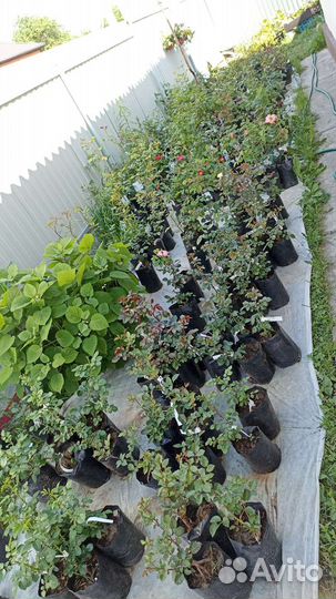 Саженцы Роз зкс