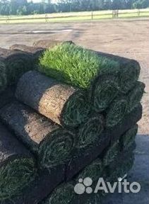 Газон рулонный