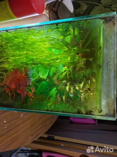 Аквариум с рыбками готовый