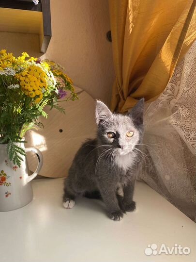 Котёнок в добрые руки