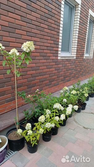 Гортензии(+4-ая в подарок) сортов много