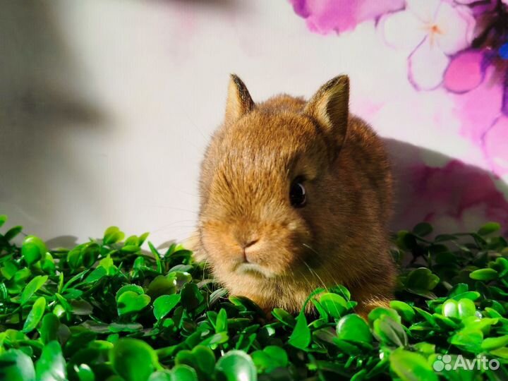 Декоративные крольчата мини