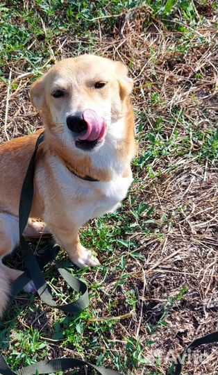 Собака Рыжулька