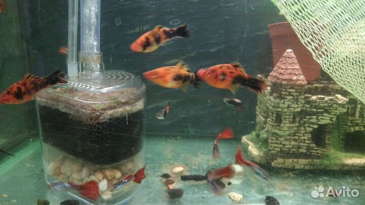 Гуппи ассорти и меченосцы красно-черные